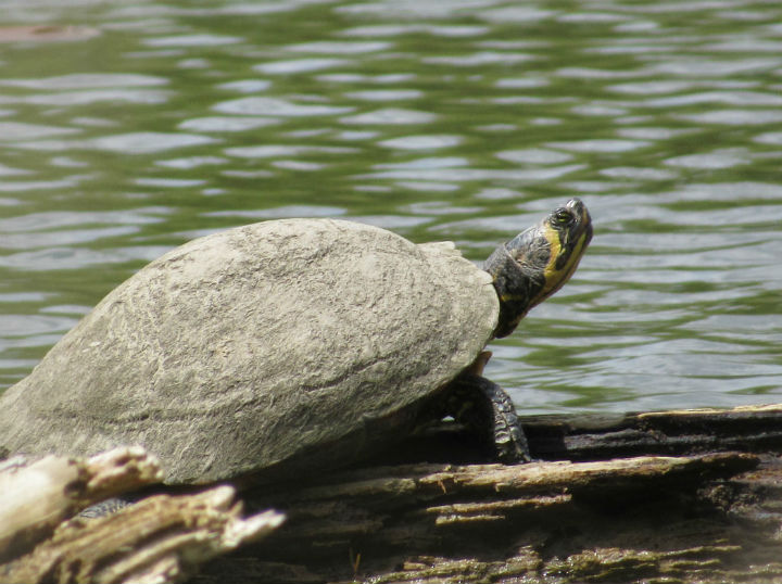 Yellowbelly Slider